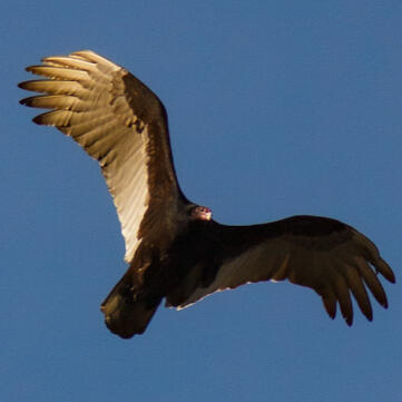 A turkey vulture